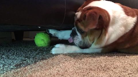 Frustrated bulldog can't reach his tennis ball