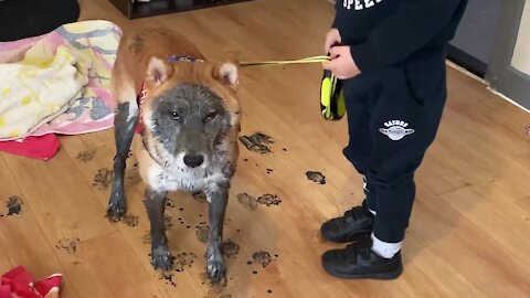 Shiba Inu convinces little boy to let him play in the mud