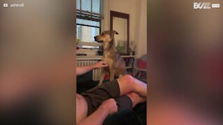 Dog seeks attention for more affection from owner
