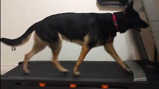 German Shephard exercising on his treadmill