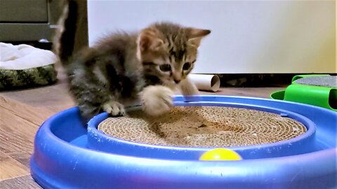 Rescued Kittens Ecstatic To Discover Toys For The First Time