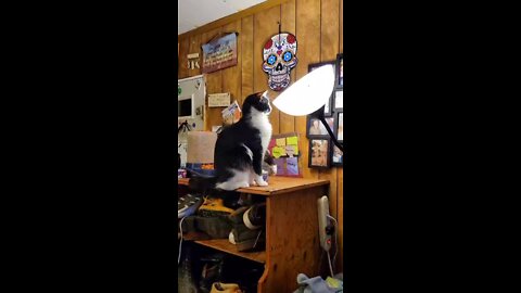 Cat is trying to catch a bug in the lamp.mp4