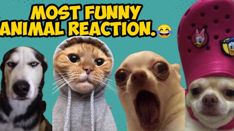 Most Funny Animal Reaction 😱😂 - Animalstudio01