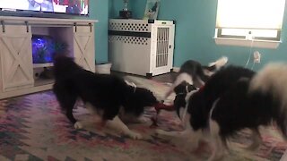 Trio Of Dogs Engage In High-Energy Game Of Tug-Of-War