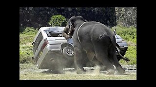 Top 10 attack | Wild animals attack car !!