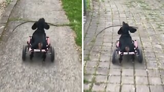 Inspiring dog won't let anything stop her from what she loves