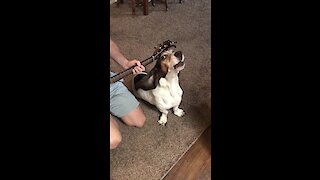Hound Dog Sings Along To Elvis