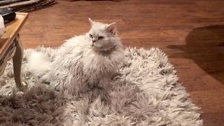 Perfect Cat-ouflage: Furry Feline Merges Perfectly With Family’s Thick Rug