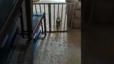 Puppy Gate Fail 😂