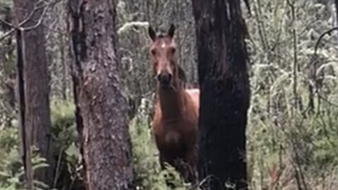THE TIME I MET WILD HORSES IN THE FOREST