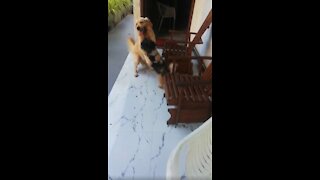 My Puppy Fight with Big Dog. It's very funny. Don't Miss it