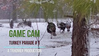 Game Cam - Turkey Parade #1