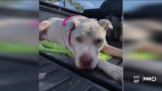 Police searching for person who shot dog