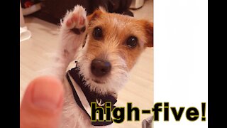 Jack Russell is extremely good at giving high-fives