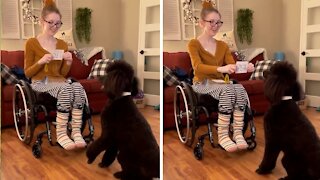 Super smart doggy learns to read words