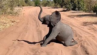 Baby Elephant Bring Safari To Standstill By Rolling Around In Sand