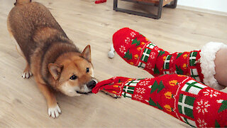 Shiba Inu determined to rip off owner's Christmas socks