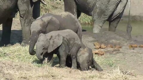 Playful baby elephant refuses to let his brother stand up