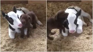Puppy helps cow clean himself!
