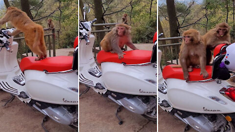 Monkeys compete on motorcycles at the zoo