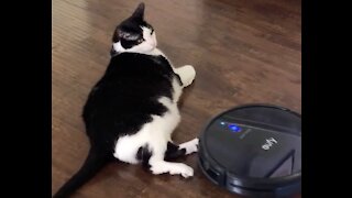 Lazy cat refuses to move for robot vacuum