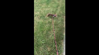 Puppy’s First Time On A Leash