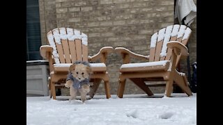 Baby Puppy's First Snow -Rawr