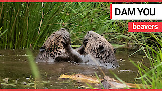 Rare footage shows two beavers 'wrestling'
