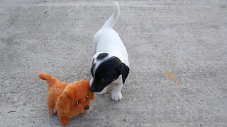 Jack Russell Terriers battle robot puppy