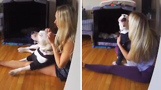 Morning doggy cuddles captured in sweet compilation