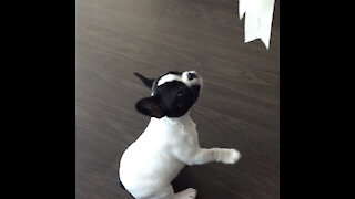 French Bulldog Puppy Playing - Cutest Thing ever