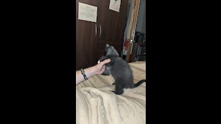 Kitten assault