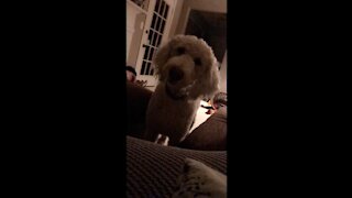 Cute dog tilts her head at funny noises