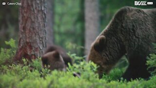 Bedårande björnungar leker med varandra
