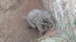 Babyelefant bliver reddet op af et hul i Indien