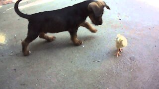 Full Video Cute Puppy Playing with Chickens 😍❤️ Video Got Viral