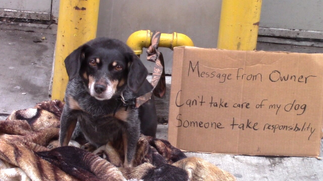 Шри Ланка бездомные собаки. Подстилка для бездомных собак. Ann was bitten by a homeless Dog вопросительная форма.