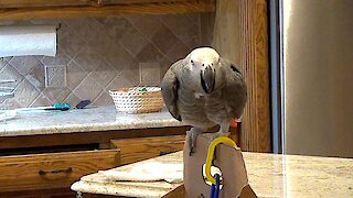 Parrot pretends to bite, then promptly reprimands himself