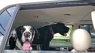 Excited Great Danes Love Going For A Car Ride