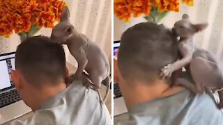 Sphynx kitten makes it impossible for owner to work from home