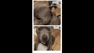 Dog gets very emotional after being called beautiful!