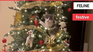 Traditional festive rivalry between cat and Christmas tree is very much alive and well