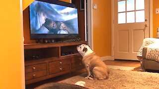 Bulldog delivers incredible reaction to scary movie trailer