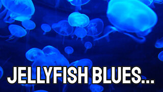 Jellyfish Blues...