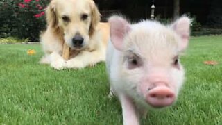 Unexpected friendship between a baby pig and a dog!