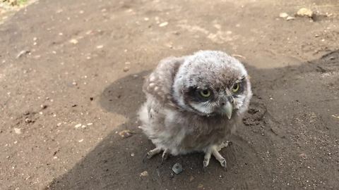 Baby pet owl goes for a walk