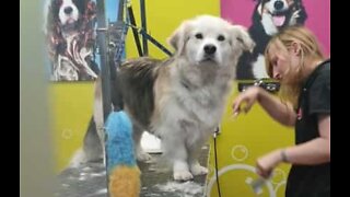 Dog's unimpressed by grooming session