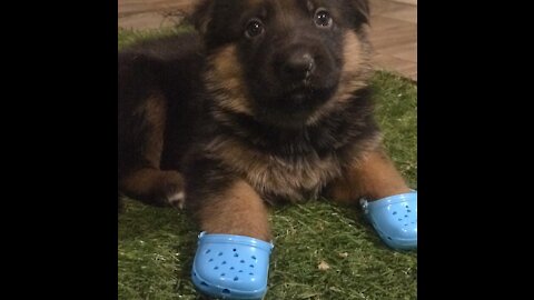 Puppy training to become a service dog learns to fetch tissues