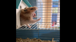 Sweet little hamster is yawning