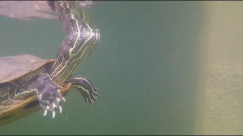 Turtles Meet an Underwater Drone